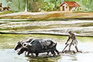 Traditional Rice